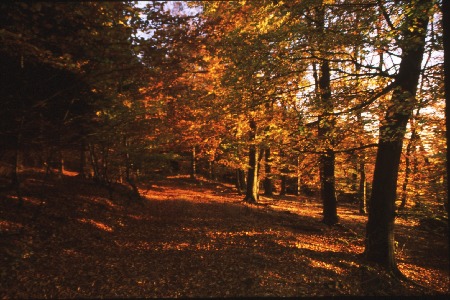 Weg2.jpg