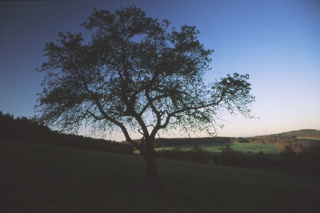 apfel3.jpg